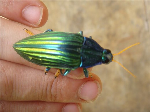 Just a beetle, Banban, Espiritu Santo.