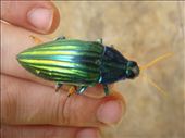Just a beetle, Banban, Espiritu Santo.: by thomasz, Views[210]