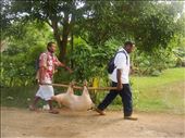 Carrying the pig to the wedding, Banban, Espiritu Santo.: by thomasz, Views[158]