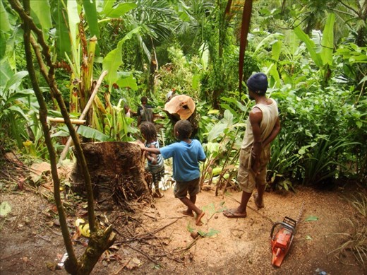 It fell the right way, Lombaha, Ambae.