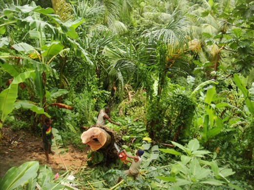 Clearing the road, Lombaha, Ambae.