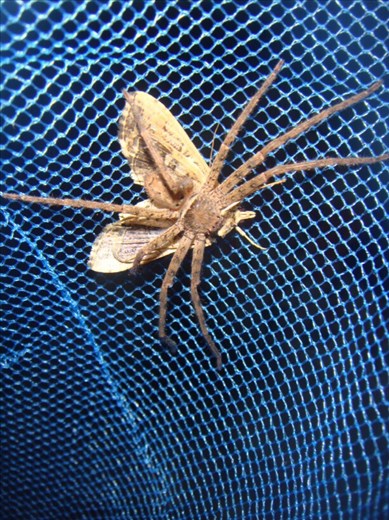 Spider got a moth, Lombaha, Ambae.