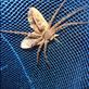Spider got a moth, Lombaha, Ambae. Views[149]