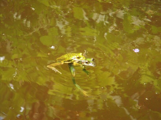 Frogs having a good time, Lombaha, Ambae.