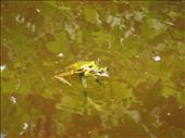 Frogs having a good time, Lombaha, Ambae.: by thomasz, Views[152]