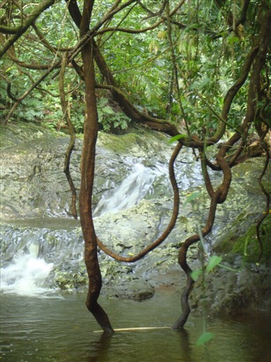 Vines, Lombaha, Ambae.