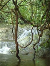 Vines, Lombaha, Ambae.: by thomasz, Views[153]