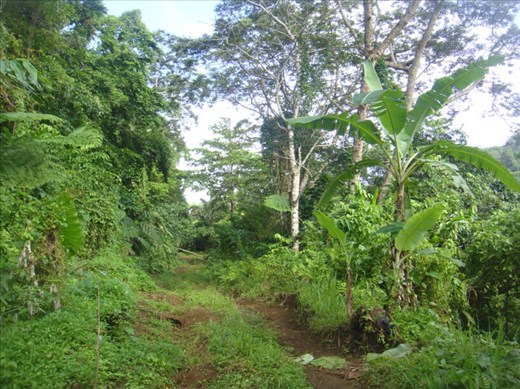 Main road, Lombaha, Ambae.