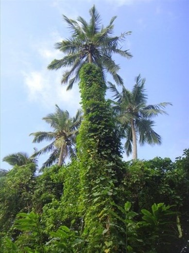 Vines climbing up a coconut tree, Lombaha, Ambae.
