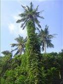 Vines climbing up a coconut tree, Lombaha, Ambae.: by thomasz, Views[139]