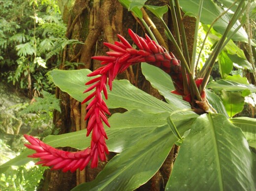 Flowering plant, Lombaha, Ambae.