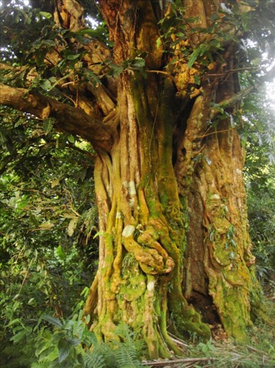 Ent, Lombaha, Ambae.