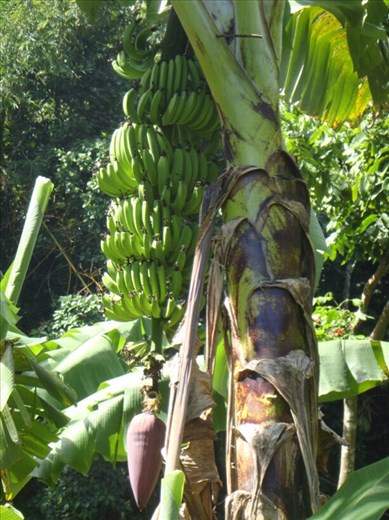Bunch of bananas, Lombaha, Ambae.
