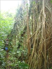 Luke giving directions next to a banyan, Lombaha, Ambae.: by thomasz, Views[144]