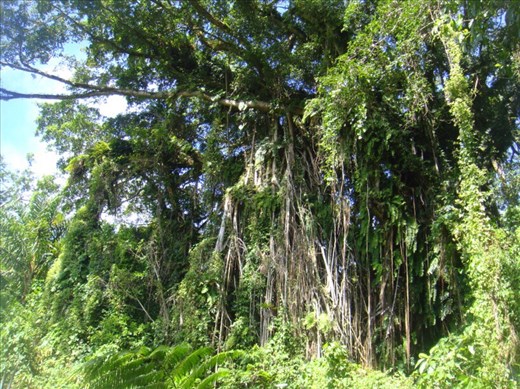 Massive banyan in the bush, Lombaha, Ambae.