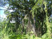 Massive banyan in the bush, Lombaha, Ambae.: by thomasz, Views[157]