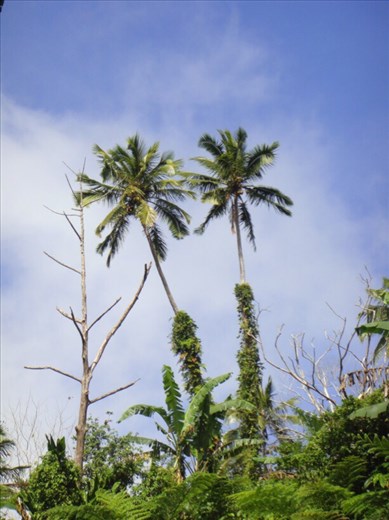 Twins, Lombaha, Ambae.