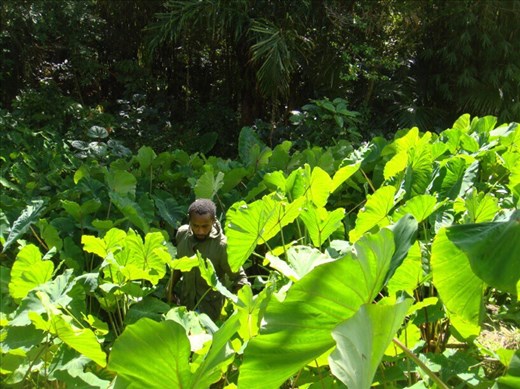 Luke looking for taro to harvest, Lombaha, Ambae.
