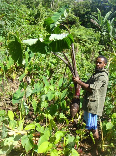 Big taro, Lombaha, Ambae.