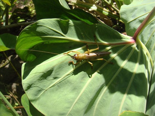 Locust, Lombaha, Ambae.