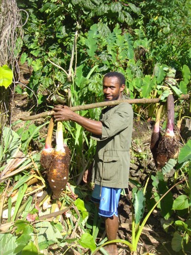 Luke carrying taro, Lombaha, Ambae.
