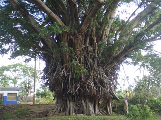 Male banyan, Lownelapen, Tanna.