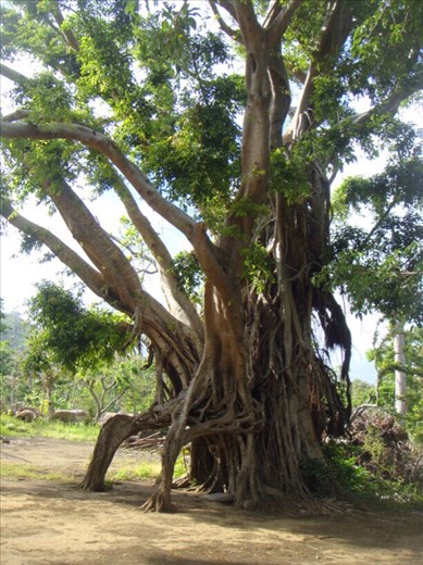 Male banyans are sacred, Tanna men drink kava underneath them, women tabu, Lownelapen, Tanna.