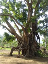 Male banyans are sacred, Tanna men drink kava underneath them, women tabu, Lownelapen, Tanna.: by thomasz, Views[115]