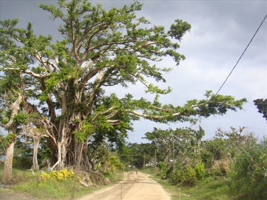 Female banyan stretching across the road, Lownelapen, Tanna. 