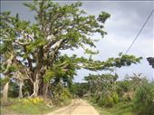 Female banyan stretching across the road, Lownelapen, Tanna. : by thomasz, Views[207]