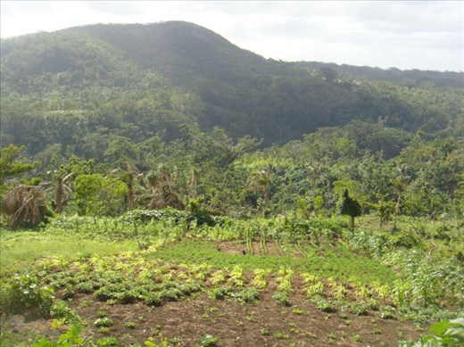 Gardens, Lownelapen, Tanna.