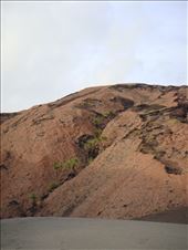 Pandanus growing out of cracks in the rocks, Mt. Yasur, Tanna.: by thomasz, Views[148]