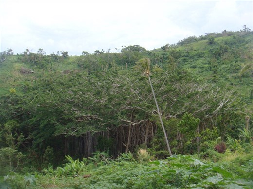 Giant banyan (over 650 years old, crown 250m across, 'trunk' well over 50m wide), arguably the largest one of its kind in the world, Leitouapam, Tanna.