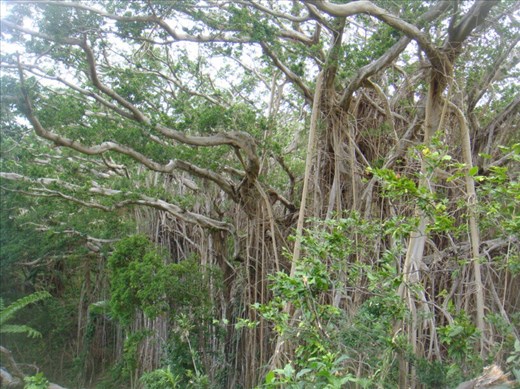 Fragment of the crown, giant banyan, Leitouapam, Tanna.