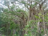 Fragment of the crown, giant banyan, Leitouapam, Tanna.: by thomasz, Views[170]