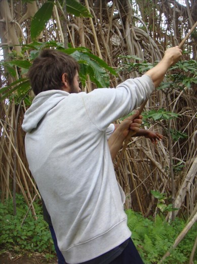 'Swing that way', giant banyan, Leitouapam, Tanna.