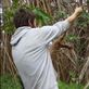 'Swing that way', giant banyan, Leitouapam, Tanna. Views[129]