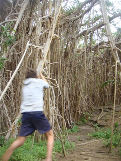 Up, up..., giant banyan, Leitouapam, Tanna.