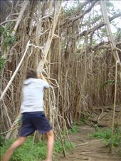 Up, up..., giant banyan, Leitouapam, Tanna.: by thomasz, Views[187]