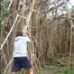 Up, up..., giant banyan, Leitouapam, Tanna. Views[149]