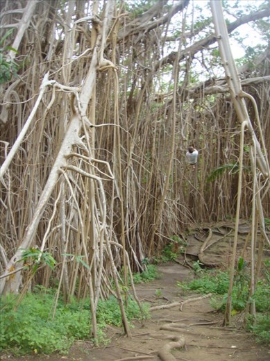 ...away!, giant banyan, Leitouapam, Tanna.