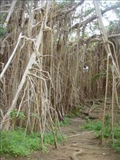 ...away!, giant banyan, Leitouapam, Tanna.: by thomasz, Views[148]