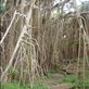 ...away!, giant banyan, Leitouapam, Tanna. Views[139]