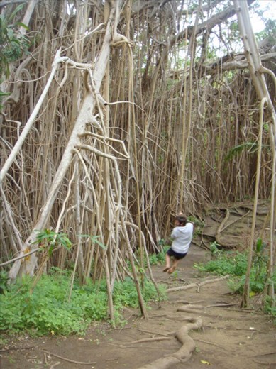 ...and...,giant banyan, Leitouapam, Tanna.