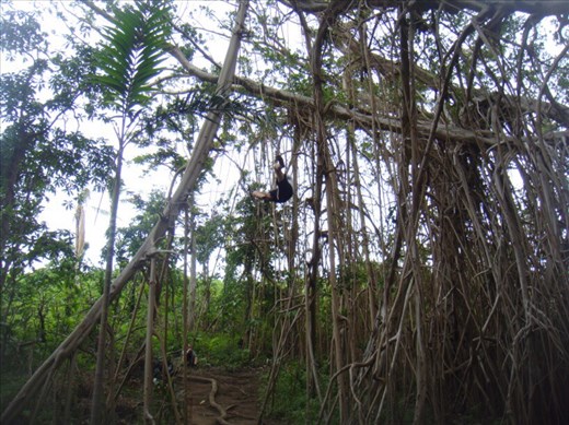 It's higher than it looks, giant banyan, Leitouapam, Tanna.