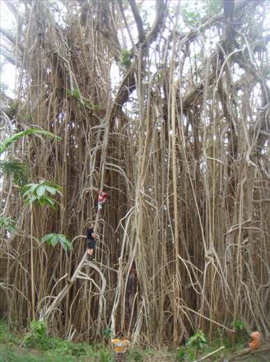 Climbing up the tree, giant banyan, Leitouapam, Tanna.