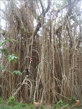 Climbing up the tree, giant banyan, Leitouapam, Tanna.: by thomasz, Views[134]