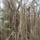 Climbing up the tree, giant banyan, Leitouapam, Tanna. Views[135]