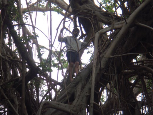 Up high in the tree, giant banyan, Leitouapam, Tanna.