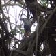 Up high in the tree, giant banyan, Leitouapam, Tanna. Views[178]